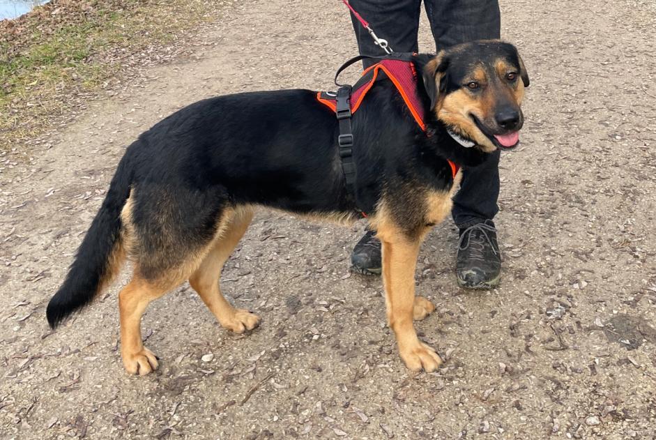 Vermisstmeldung Hund rassenmischung Weiblich , 4 jahre Châtel-Saint-Denis Schweiz