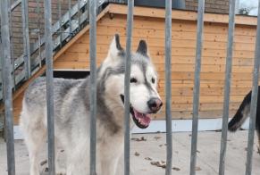 Fundmeldung Hund  Männliche Durbuy Belgien