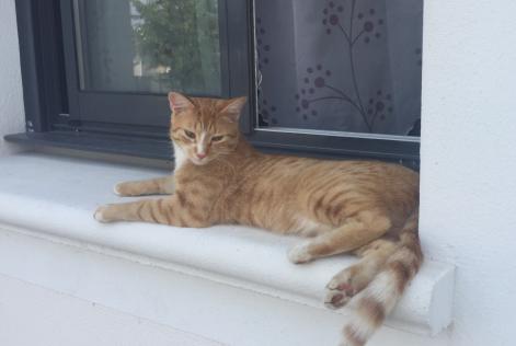 Disappearance alert Cat Male , 8 years Le Temple-de-Bretagne France