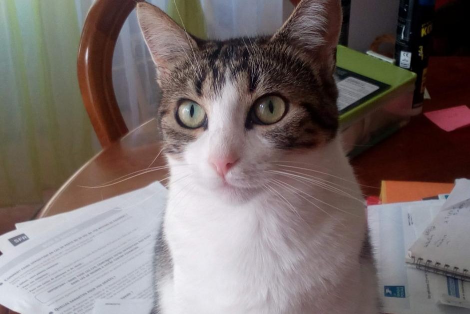 Disappearance alert Cat  Female , 10 years Gours France