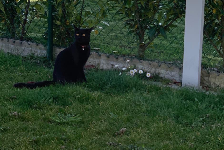 Disappearance alert Cat  Male , 6 years Villars-Epeney Switzerland