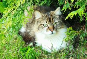 Disappearance alert Cat miscegenation Male , 2 years Moutier Switzerland