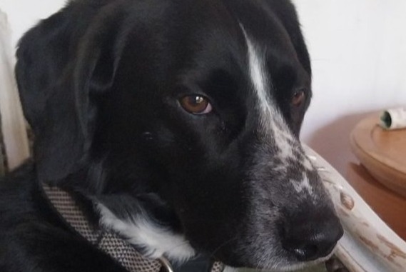 Disappearance alert Dog miscegenation Male , 7 years Tours France