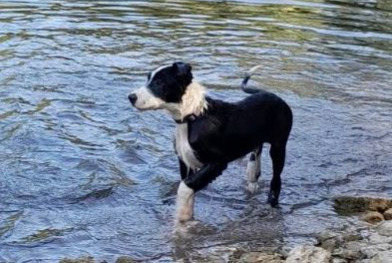 Disappearance alert Dog  Male , 1 years Souvigné France