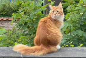 Disappearance alert Cat  Male , 2 years Rebecq Belgium