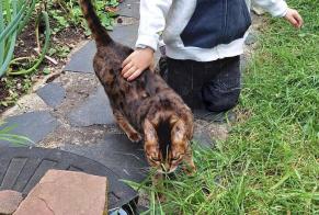 Disappearance alert Cat  Female , 12 years Viry-Châtillon France