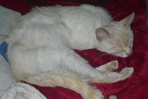 Discovery alert Cat Male Moumour France