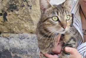 Discovery alert Cat Female Tours France