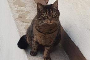 Disappearance alert Cat miscegenation Female , 5 years Wissembourg France