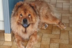 Disappearance alert Dog  Male , 12 years Tonquédec France