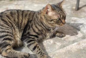 Disappearance alert Cat Male , 6 years Amiens France