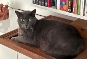 Disappearance alert Cat miscegenation Male , 12 years Andilly France