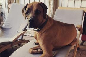 Disappearance alert Dog  Male , 6 years Gagnac-sur-Garonne France