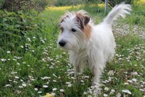 Disappearance alert Dog  Male , 9 years Gaillard France
