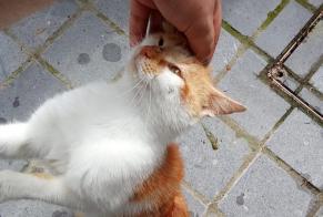 Discovery alert Cat Female Overijse Belgium