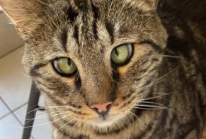 Disappearance alert Cat Male , 8 years Saint-Denis-la-Chevasse France
