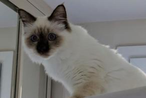 Disappearance alert Cat  Male , 1 years Bois-le-Roi France