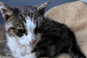 Discovery alert Cat Female , 7 years Igney France