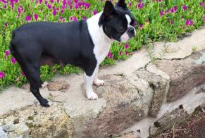 Discovery alert Dog  Female Annonay France