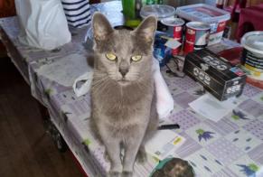 Disappearance alert Cat Male , 3 years Ouzouer-sur-Loire France