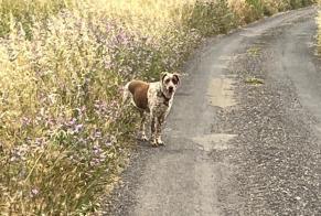 Discovery alert Dog miscegenation Unknown Nizas France
