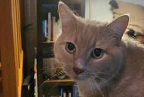 Disappearance alert Cat miscegenation Male , 7 years Castelnau-le-Lez France