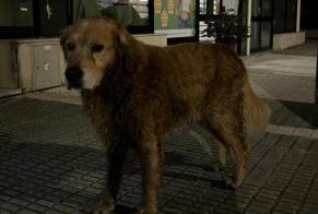 Discovery alert Dog  Male Arcos de Valdevez Portugal