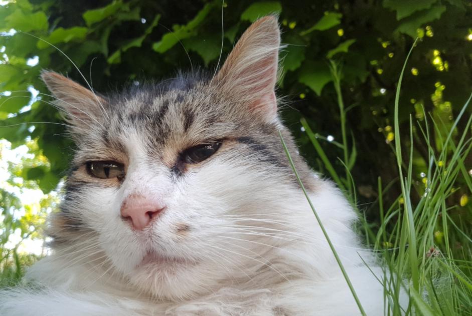 Disappearance alert Cat  Male , 11 years Orléans France