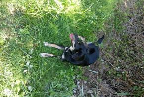 Discovery alert Dog miscegenation Female , 1 year Hagetmau France