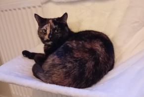Disappearance alert Cat  Female , 2 years Uccle Belgium