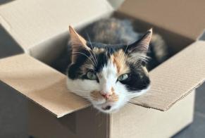 Disappearance alert Cat  Female , 4 years Uccle Belgium
