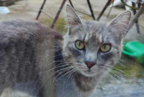 Discovery alert Cat Male , 4 years Liège Belgium