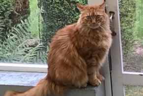 Disappearance alert Cat miscegenation Male , 7 years Andenne Belgium