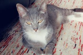 Disappearance alert Cat Female , 7 years Braine-l'Alleud Belgium