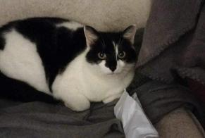 Disappearance alert Cat  Female , 2 years Namur Belgium