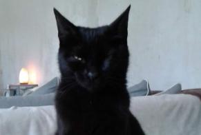 Disappearance alert Cat Female , 9 years Mettet Belgium