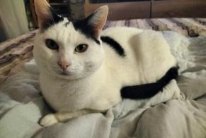 Disappearance alert Cat Male , 9 years La Tour-de-Peilz Switzerland