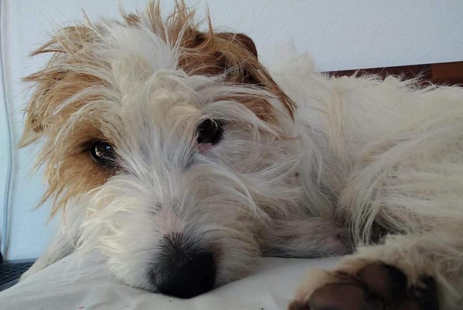 Disappearance alert Dog  Male , 10 years Ville-la-Grand France