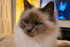 Disappearance alert Cat  Female , 14 years Ittre Belgium