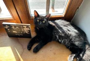 Disappearance alert Cat Male , 1 years Somme-Leuze Belgium