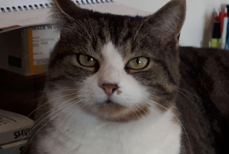 Disappearance alert Cat  Male , 15 years Puidoux Switzerland