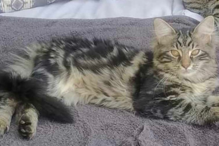 Disappearance alert Cat miscegenation Female , 1 years Grimbergen Belgium