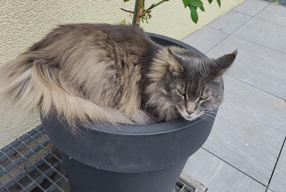 Disappearance alert Cat  Female , 9 years Martigny Switzerland