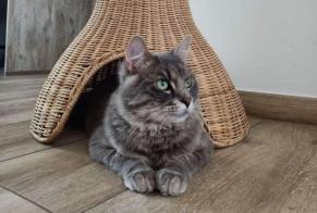 Disappearance alert Cat miscegenation Male , 2 years Mons Belgium