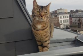 Disappearance alert Cat Male , 2 years Liège Belgium