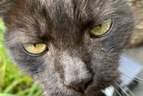 Disappearance alert Cat Female , 13 years Mons Belgium