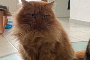 Disappearance alert Cat Male , 2 years Corbières Switzerland