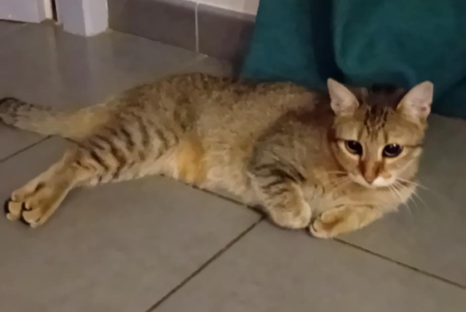 Discovery alert Cat Female Langon France