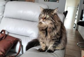 Disappearance alert Cat miscegenation Male , 7 years Floreffe Belgium