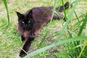 Disappearance alert Cat  Male , 3 years Écaussinnes Belgium